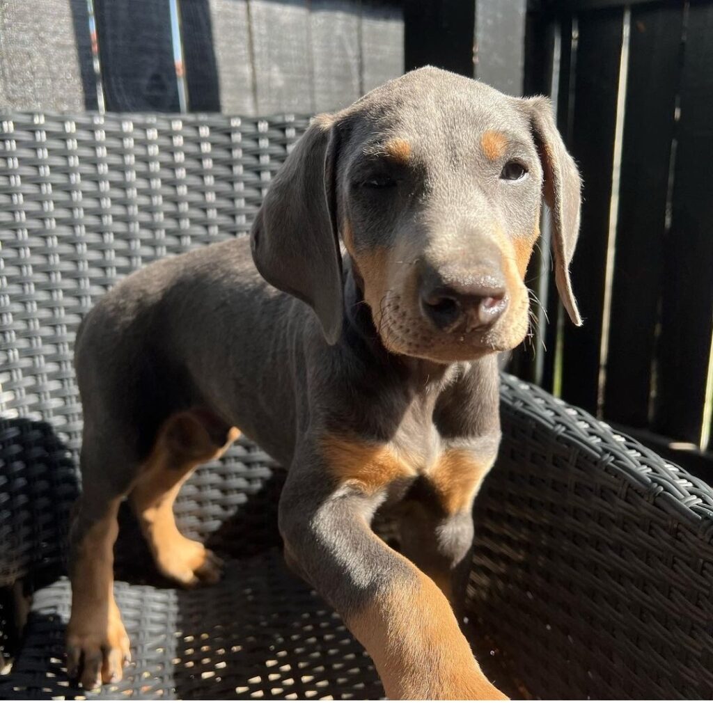 Adams the Doberman (17)