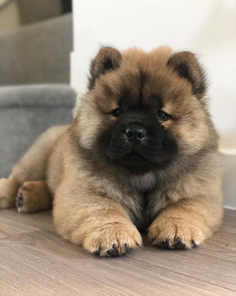 Charlie (1)
