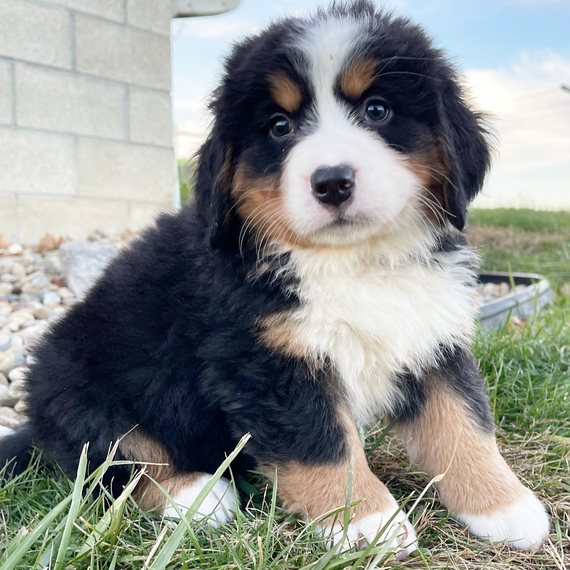 Ella (1)