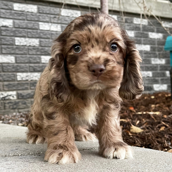 Rosie (1)