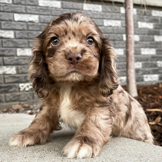Rosie (2)